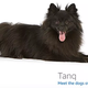 Image for article titled Amazon's Error Dogs, Ranked